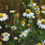 Omeopatia e Fitoterapia